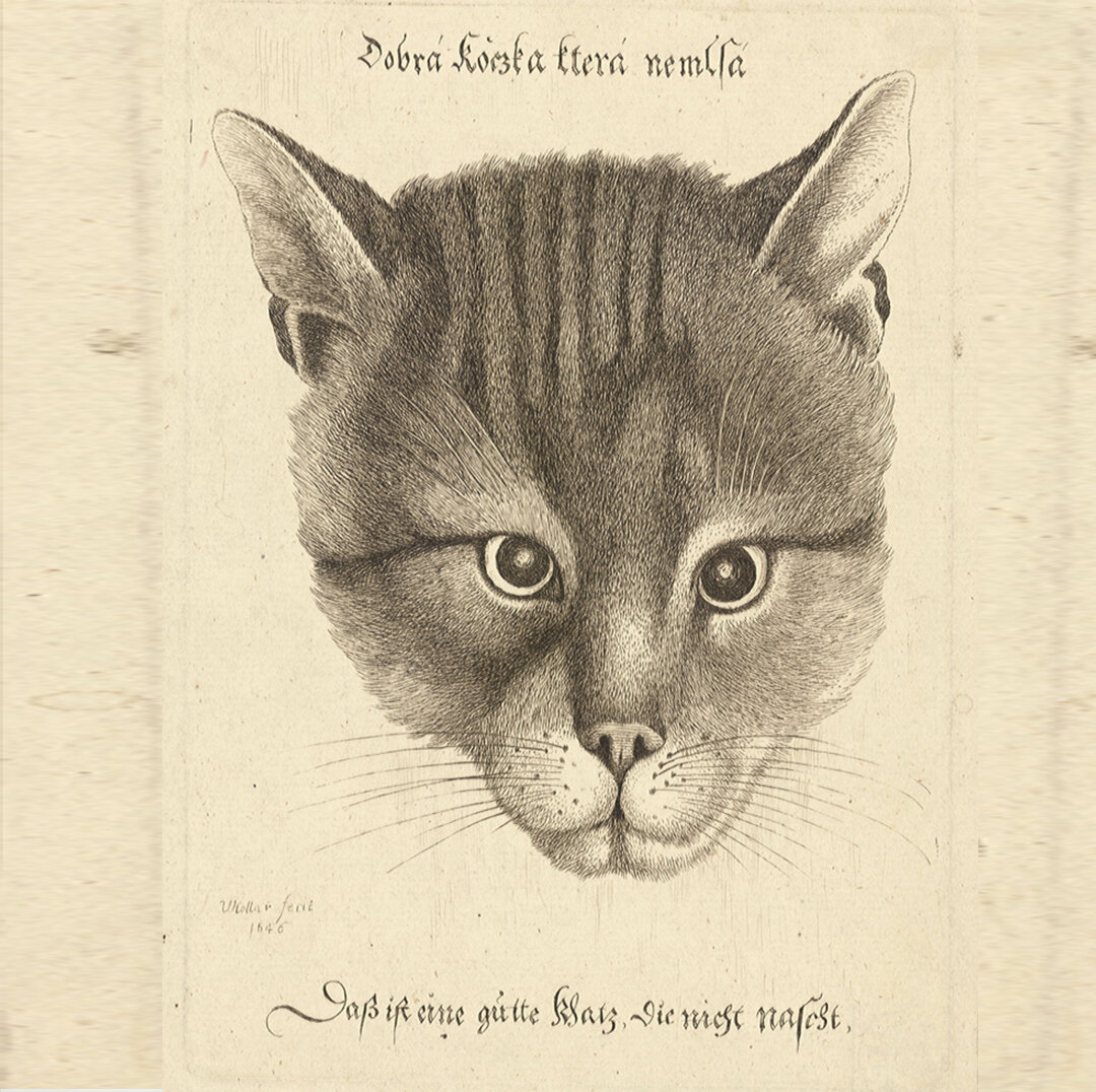 Портрет кота Алексея Михайловича