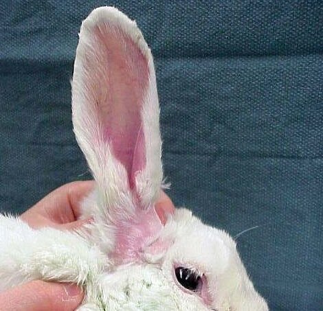 обработка после ушного клеща.