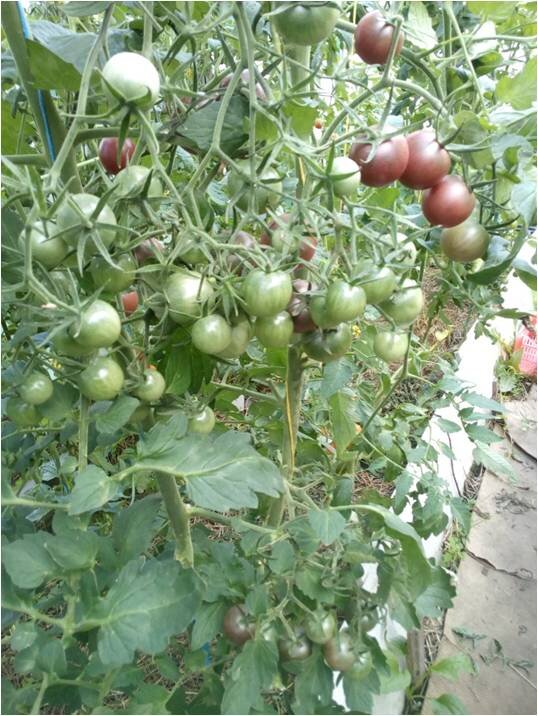 Томаты БЛЭК ЧЕРРИ. Растут и не болеют (фото автора)