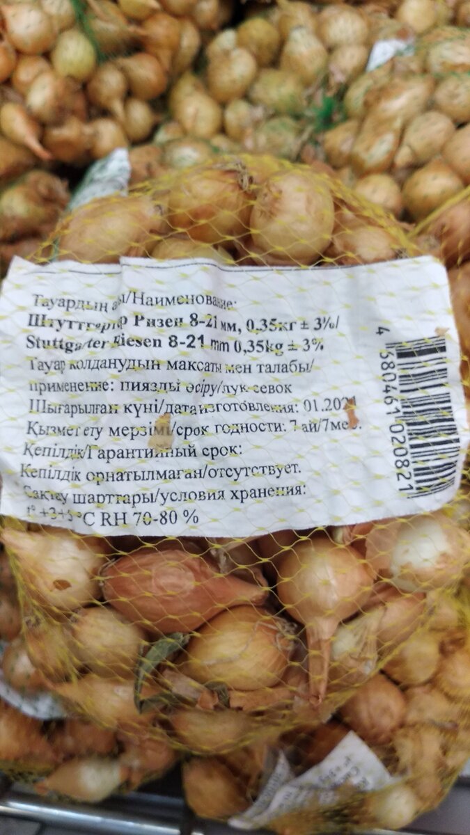 Внешний вид лука севка сорт"Штуттгартер ридер"