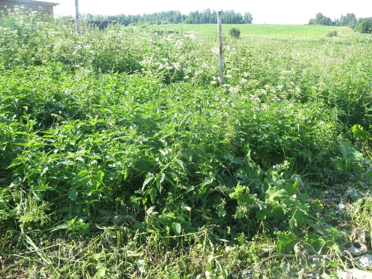 С некоторых пор крапива вдоль забора объявлена нац. достоянием