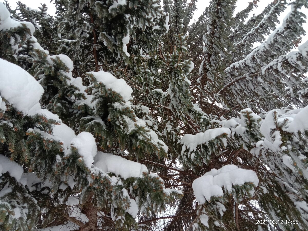 Огромные заснеженные ели нависали над ними. Фото автора канала