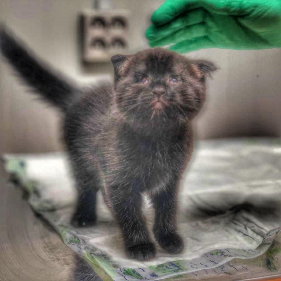 Котёнок ждёт помощи