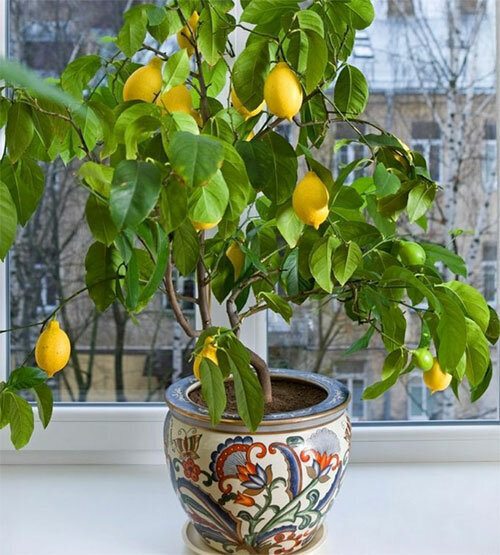 Уход за лимонами в домашних условиях
