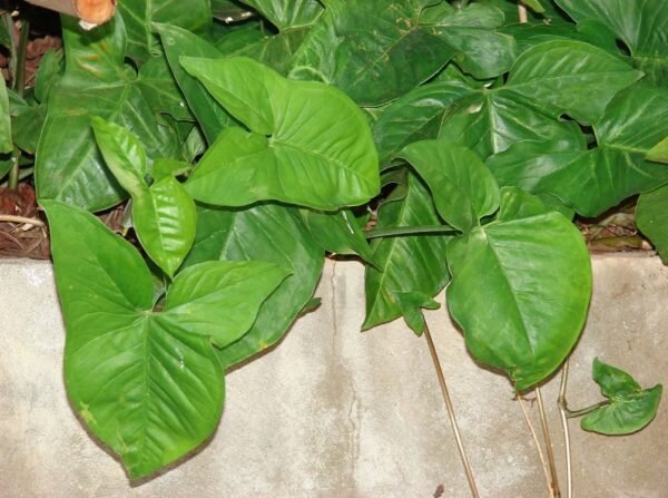 Идеальное растение для перфекционистов