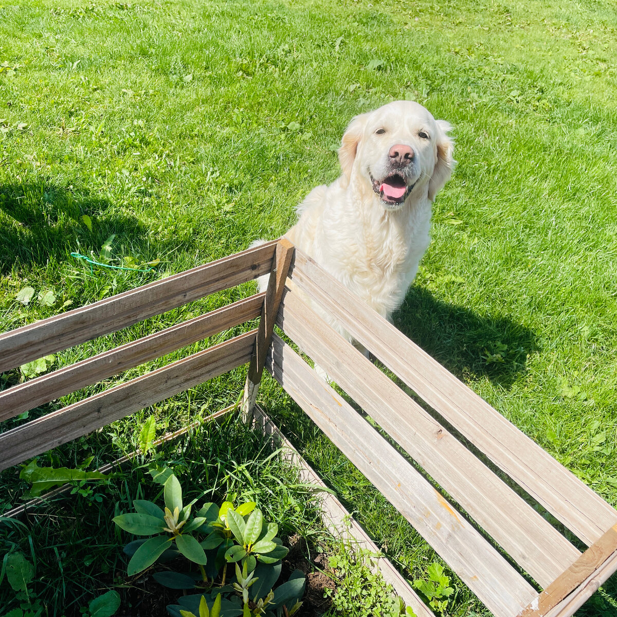 Пока ищу нашему рододендрону другой "дом", огородили его заборчиком. Жалко конечно, красивый мог бы быть. Но собаки дороже!
