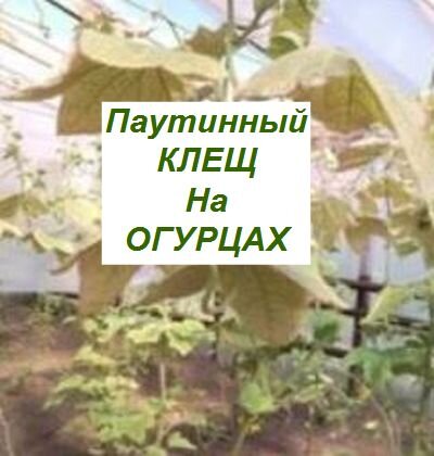 паутинный клещ на огурцах как избавиться