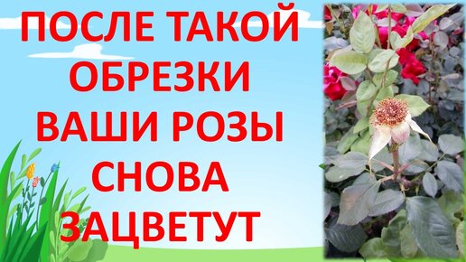 Розы выращивание и обрезка летом для активации повторного цветения. Розы снова зацветают после такой обрезки летом.