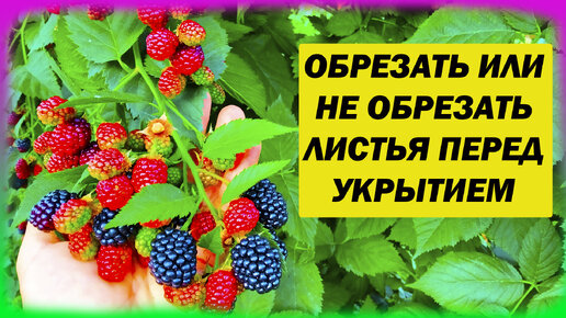 Ежевика выращивание и обрезка листьев осенью. Надо ли обрезать листья ежевики перед укрытием на зиму. Выращивание ежевики.