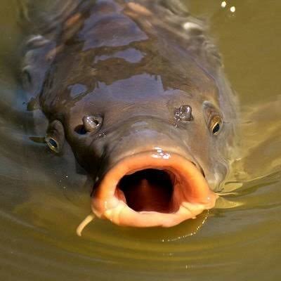 Сазан в сентябре очень активен