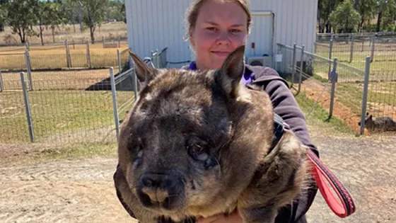 Вомбат которые много кушает