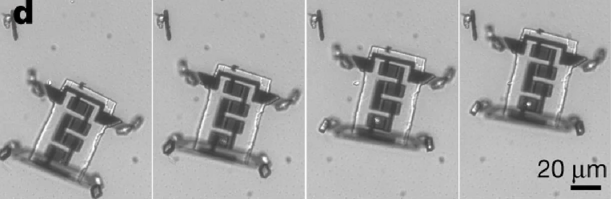 Маленький робот получает энергию от луча лазера (на снимках это светлая точка на его серый частях) и сгибает ножки за счет нее
