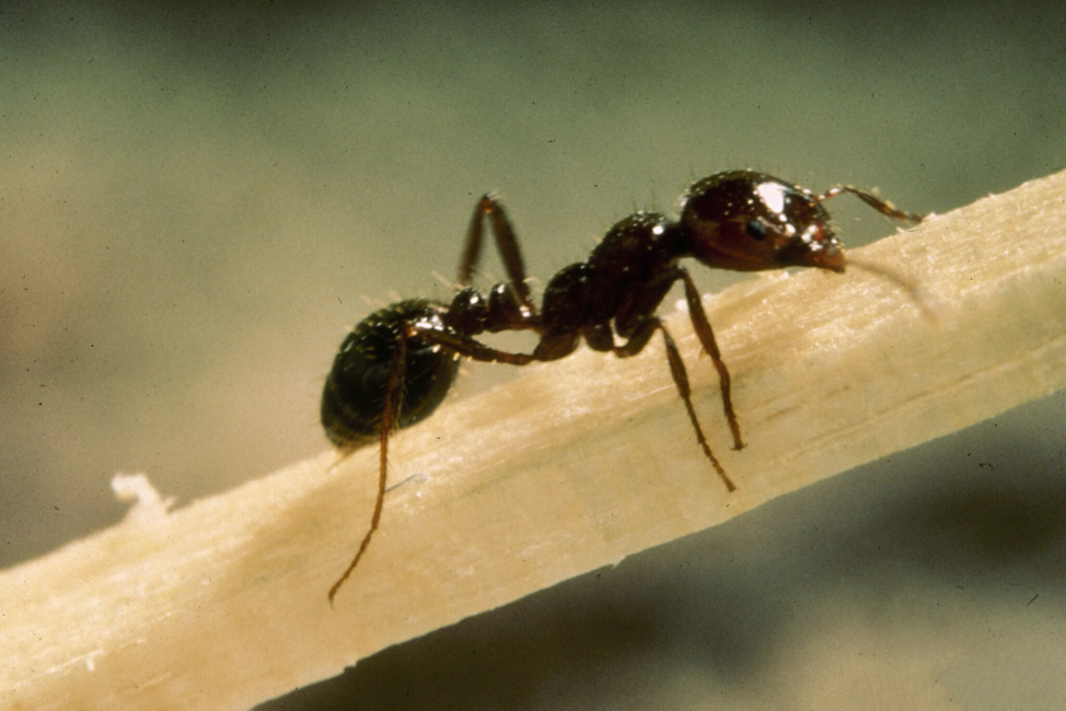 Муравей на 1 месте. Solenopsis Invicta. Сурецкий муравей. Огненные муравьи (Solenopsis Invicta). Обыкновенный тонкоголовый муравей.