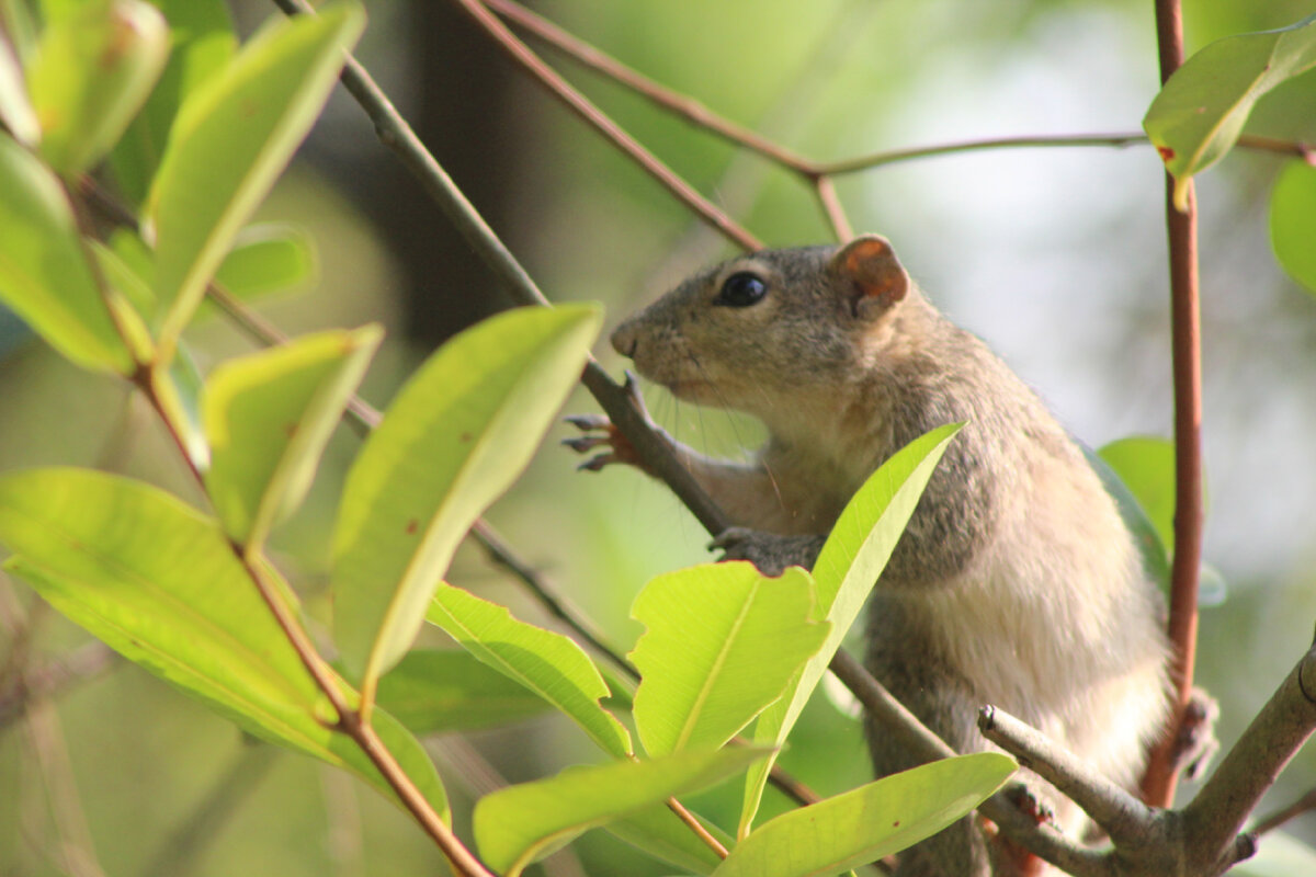 Фото Шри-Ланка.ру