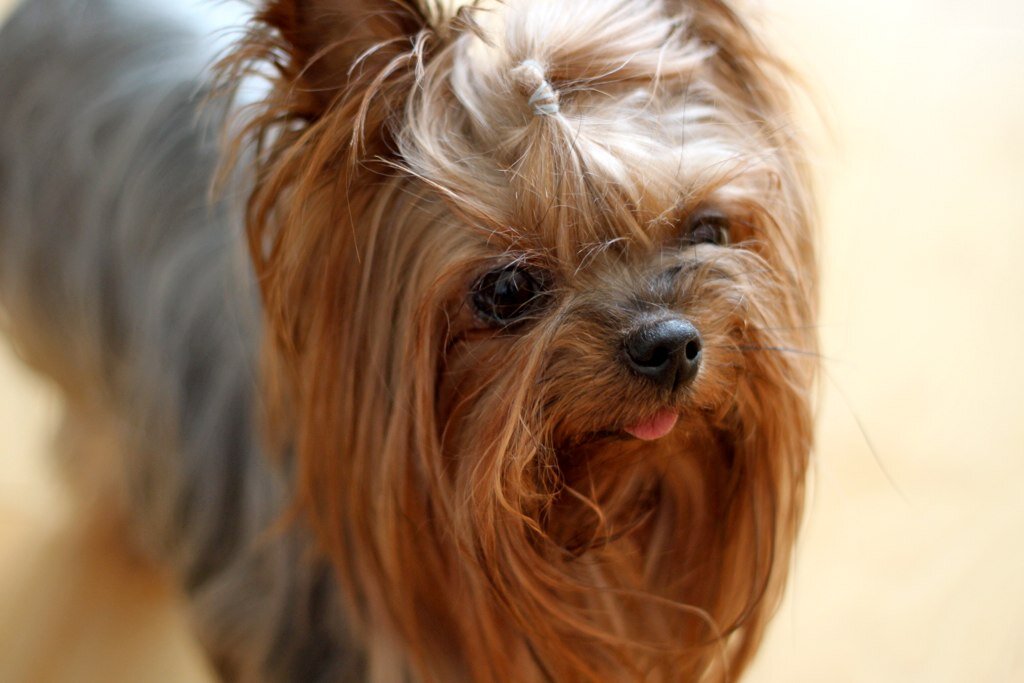 Йоркширский терьер: девять разновидностей йорков. История о Смоки, первой в  мире лечебной собаке | Пёсико | Дзен