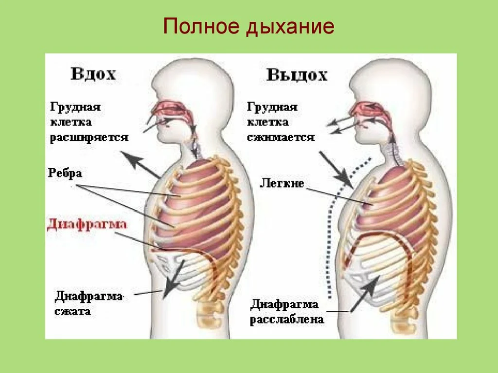 Дыхание мышцы вдоха и выдоха. Дыхательная система человека механизм вдоха и выдоха. диафрагма механизм вдоха и выдоха. механизм дыхания диафрагма вдох и выдох. диафрагма человека при вдохе.