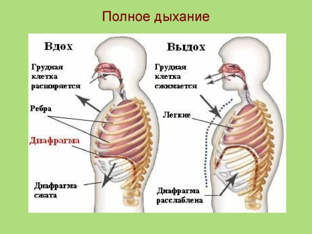 Во время выдоха мышцы диафрагмы. Механизм вдоха и выдоха анатомия человека. Грудная клетка на вдохе и выдохе. Диафрагма вдох и выдох. Диафрагма при вдохе и выдохе.