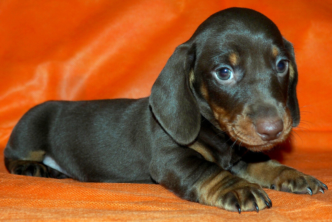 Яндекс.Картинки