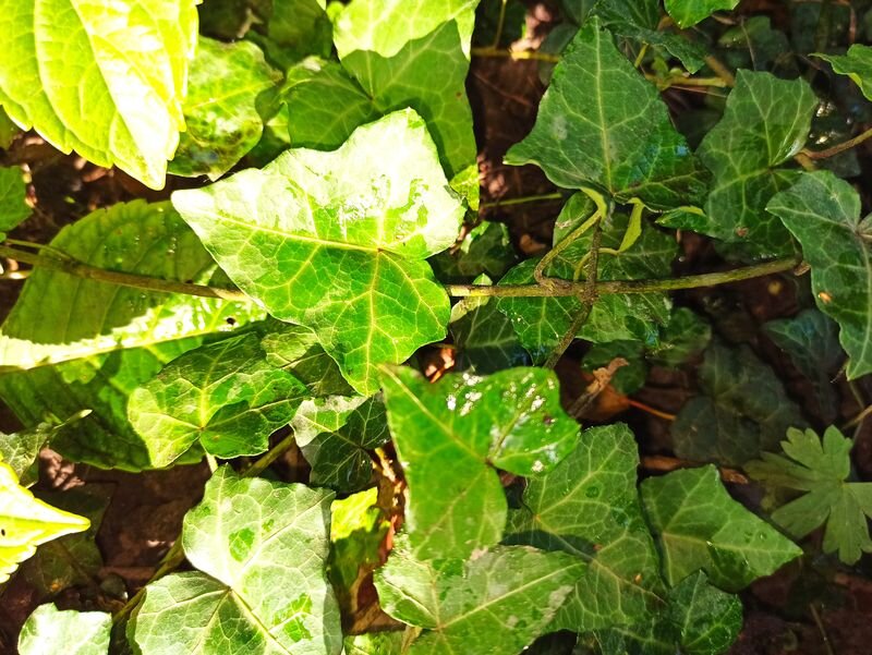  Симпатичный вечнозеленый помощник в саду. Фото автора.