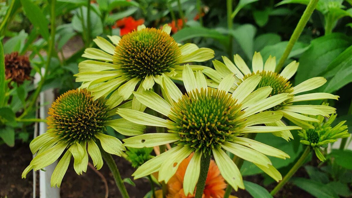 Echinacea Aloha