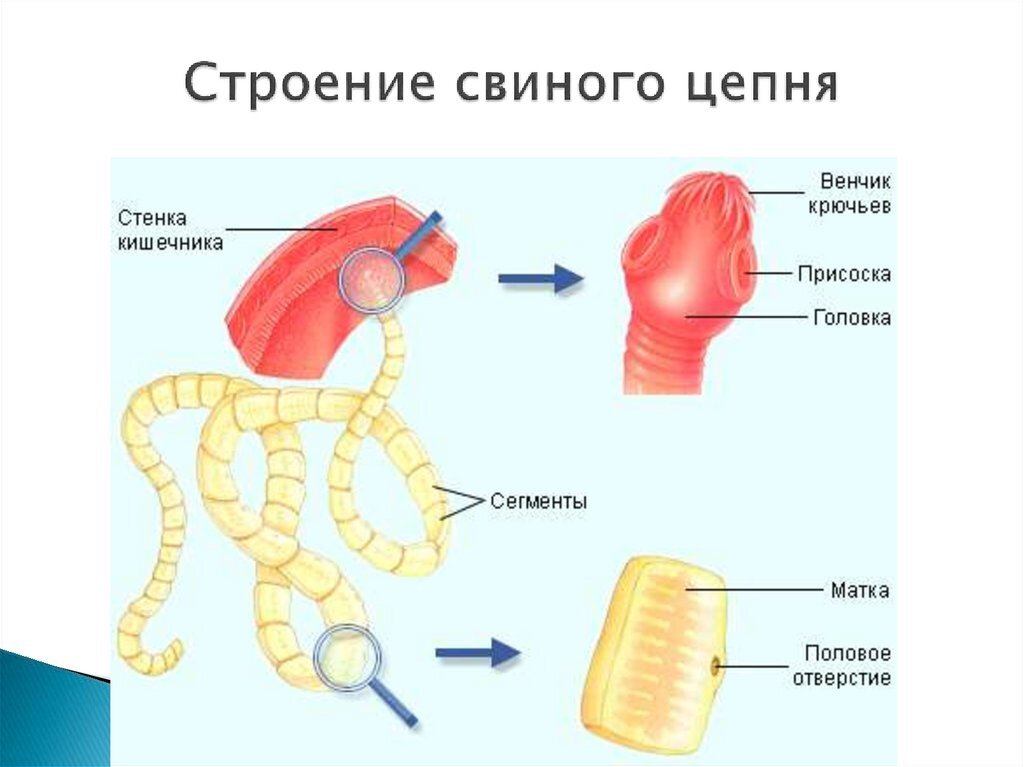 Системы свиного цепня. Строение бычьего цепня рисунок. Свиной цепень рисунок. Свиной цепень картинки. Внутреннее строение свиного цепня.