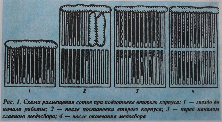 Содержание пчёл в многокорпусных ульях | Методы пчеловодства | Сайт Медовик