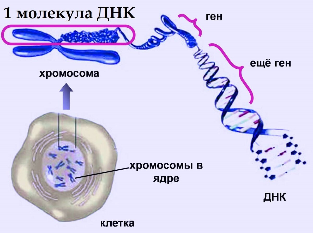 ДНК. Что такое ДНК простыми словами. Гены это простыми словами