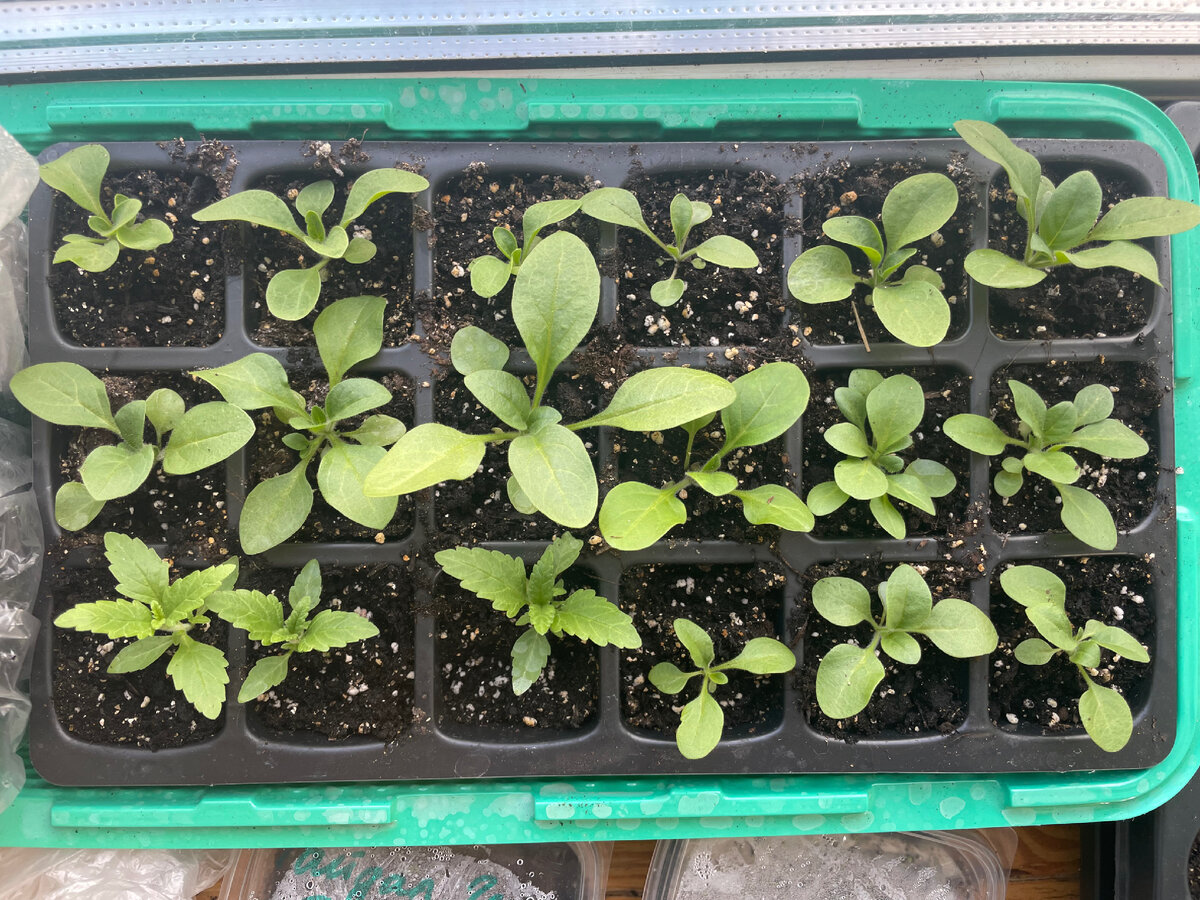 Эта же рассада 4.03. У петунии стали развиваться  боковые побеги и вообще она заметно подросла