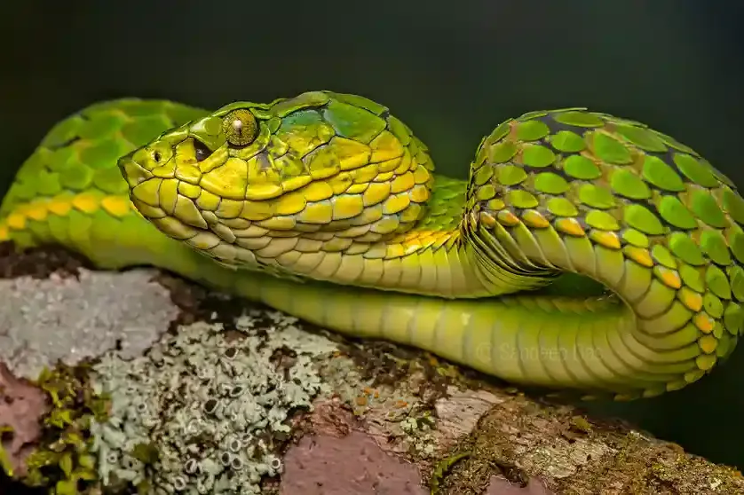 На простой вопрос «отчего змея такая длинная» на самом деле очень сложно ответить — но мы попробуем. У змеи может быть от 25 до 45 пар ребер, в то время как у человека только 12.