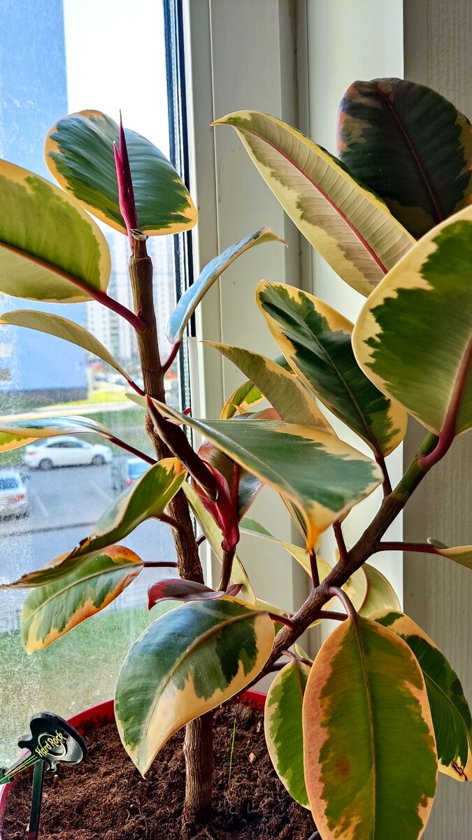 Материнское растение