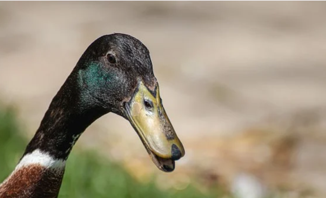 Фото pixabay.com