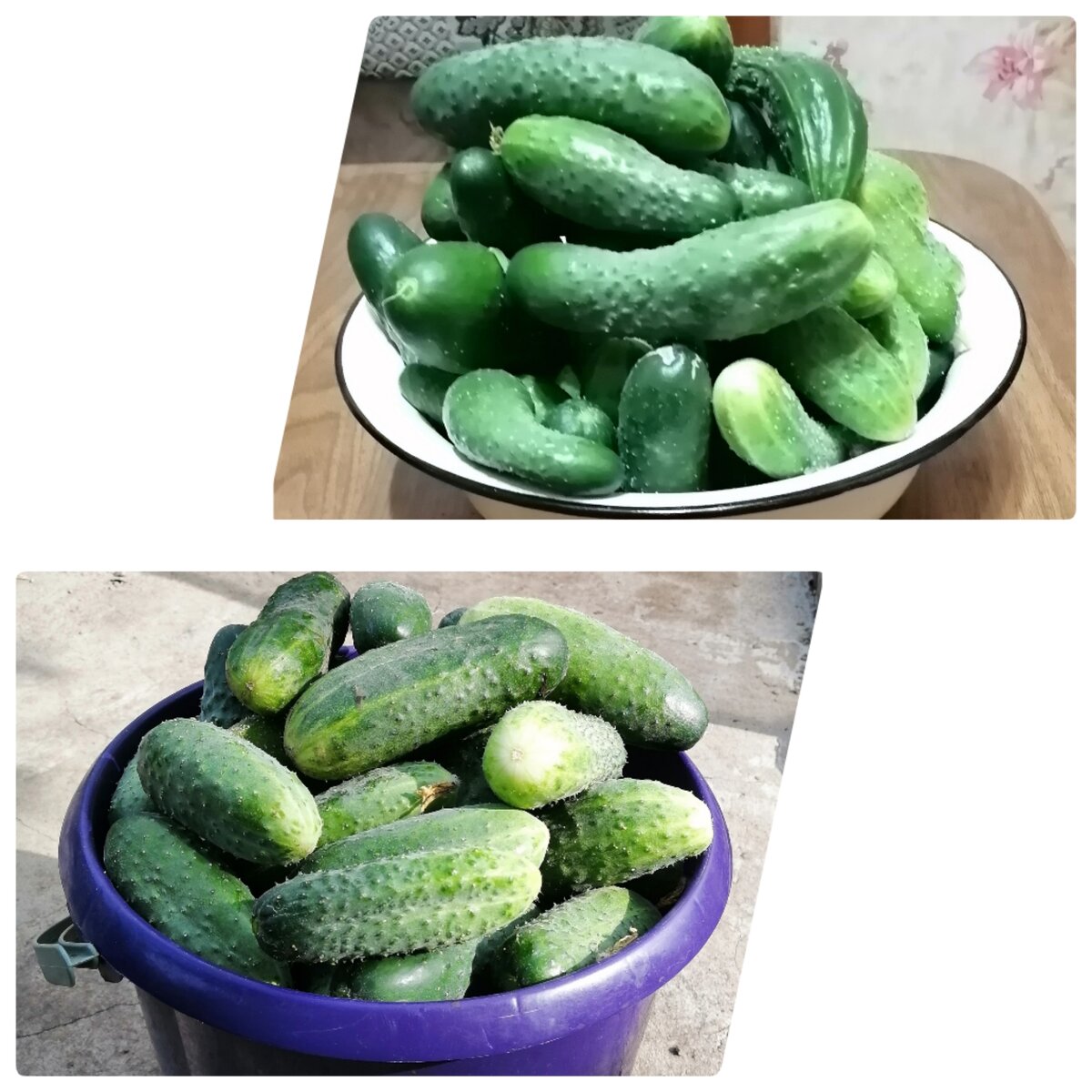 Наш урожай. Коллаж из фото автора. 