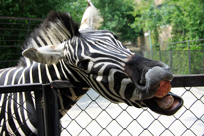 Зебра - улыбака