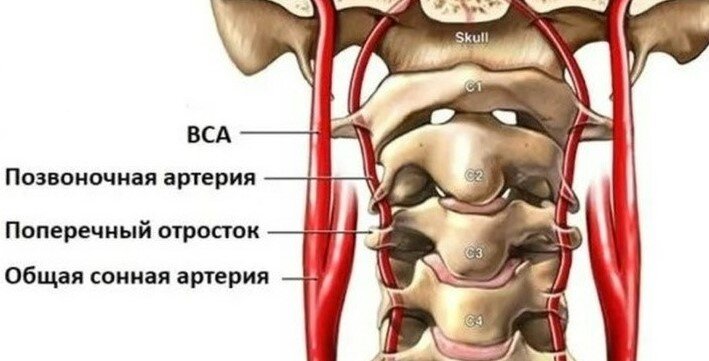 Анатомическая особенность шейного отдела позвоночника — позвоночные артерии проходят через отверстия в поперечных отростках позвонков