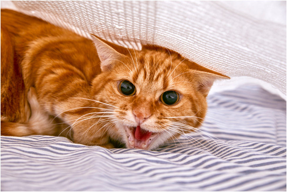 Автор изображения: mariesacha