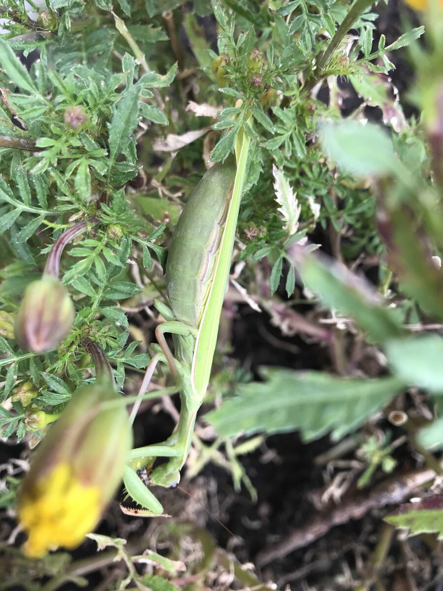 Беременность Глафире к лицу!