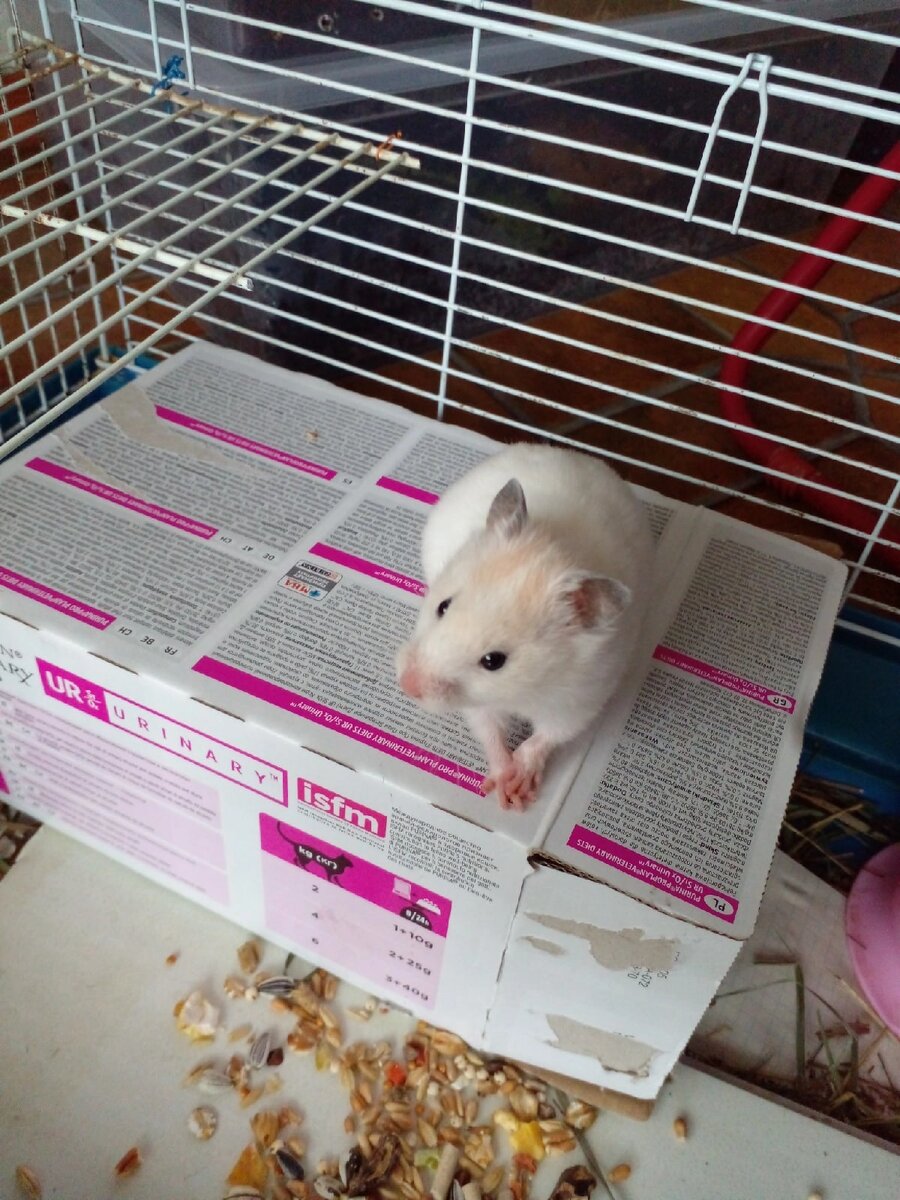 Купили в зоомагазине беременную хомячиху и назвали её Снежка. Это её первый день в новом доме. Нам 4 месяца на этом фото.