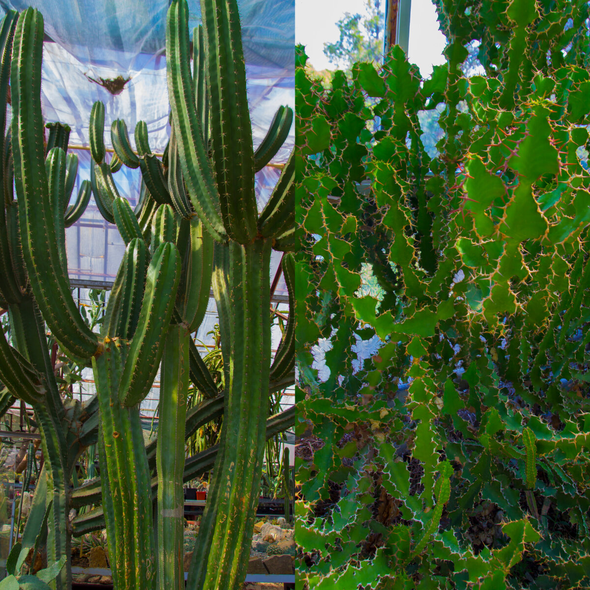 Цереус/рождественник