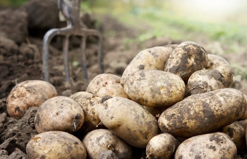 Отличный картофель сорта “Чароит”: выращиваем на дачном участке