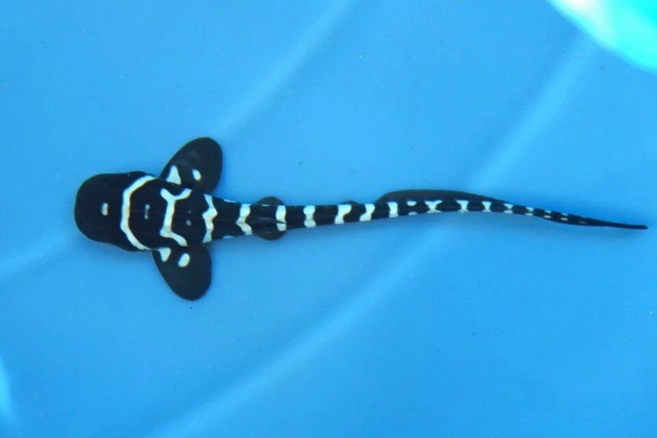     Одна из первых фотографий Альфа, акулы-зебры, родившейся год назад. В живых у малыша осталась сестра, которая появилась на свет недавно.  Приморский океанариум