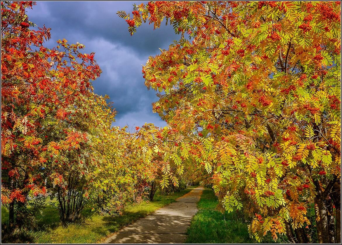 Вот и пришла разноцветная осень. Рябиновая аллея Мурманск. Мурманск парк рябина осенью. Осеннее дерево. Рябиновая роща осенью.
