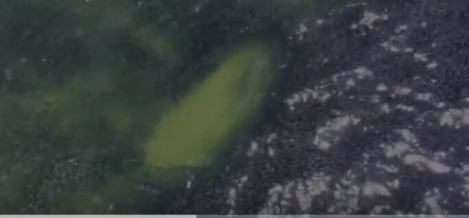 Нью-Йорк. Акула попробовала на вкус подданную желтоголубой ...