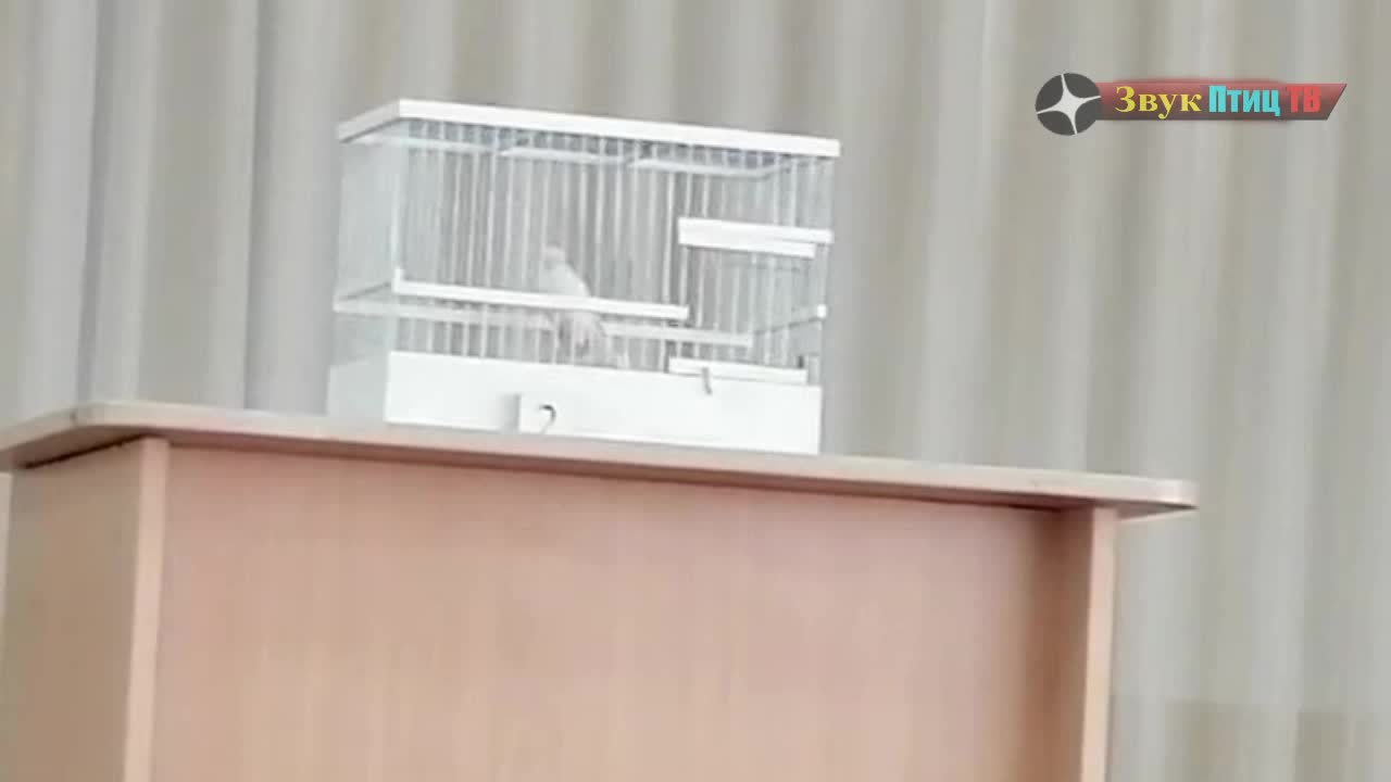 Обучение кенаря Обучение кенаря
