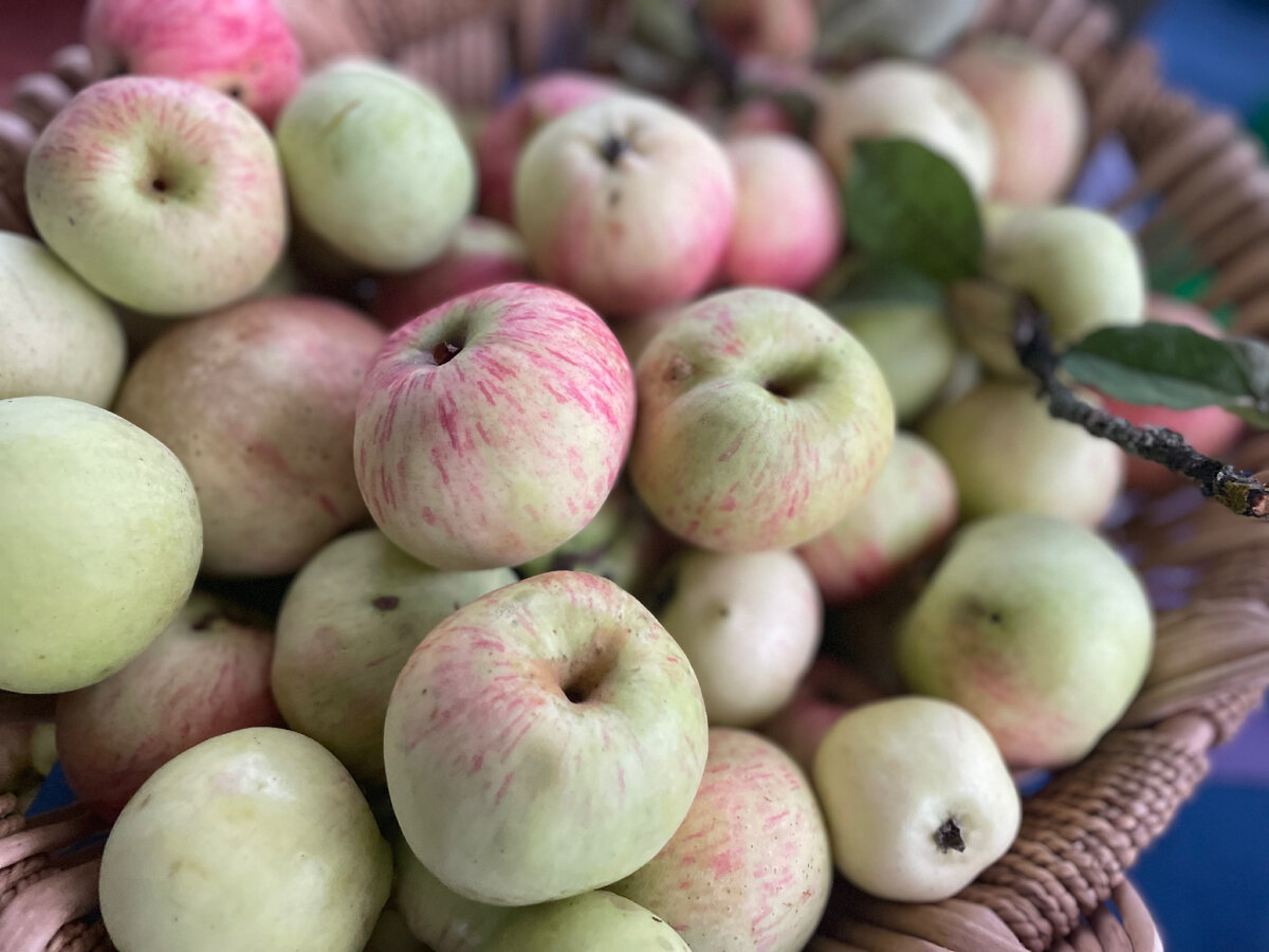 Яблоки 