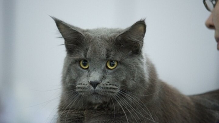 ФОТО: OLGA SOKOLOVA/GLOBALLOOKPRESS