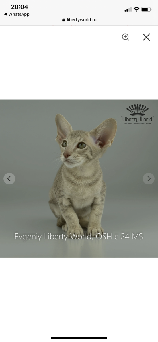 Фото с сайта питомника. Наш Евгеша. Увидели и влюбились ))) 