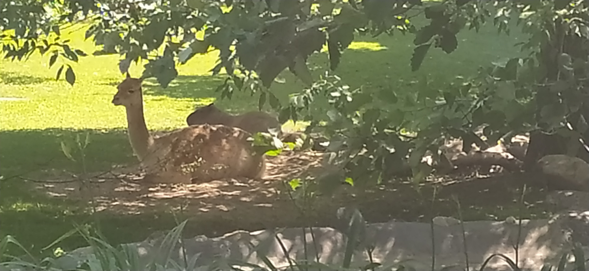 Лама и капибара. 