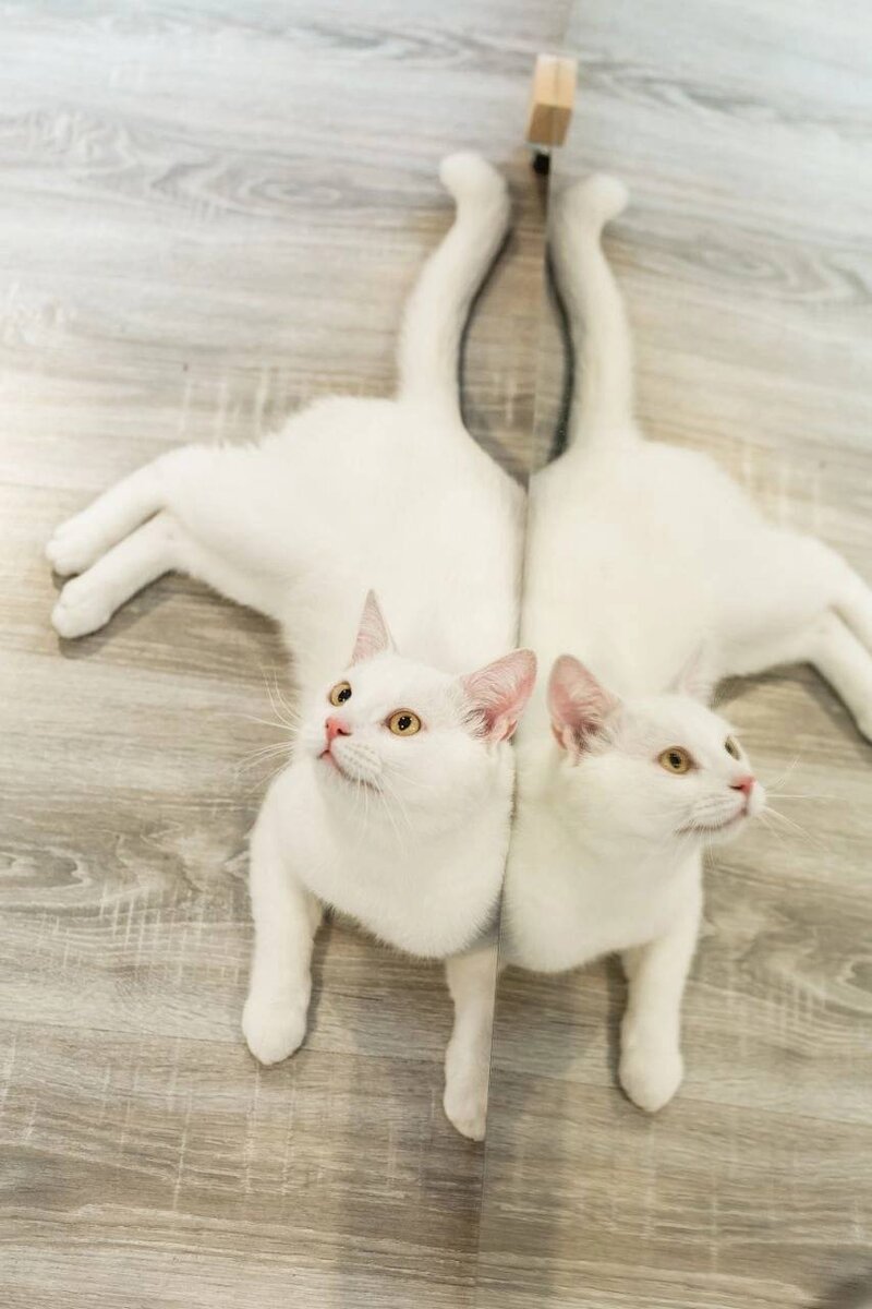 ДОМА ОДИНОКИЙ АРИСТОКРАТ | Приют ЗООДОМ | Дзен