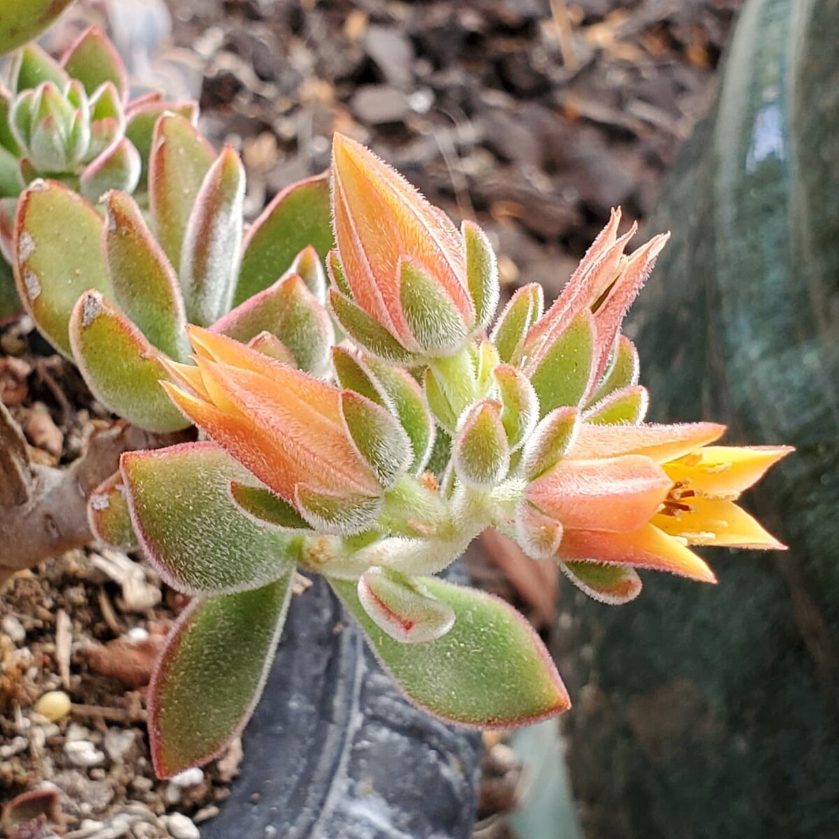 Цветонос Echeveria pulvinata