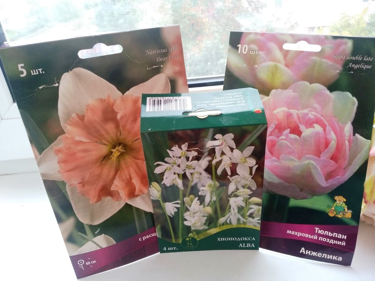 Мои покупки луковичных в сентябре 2023 г.